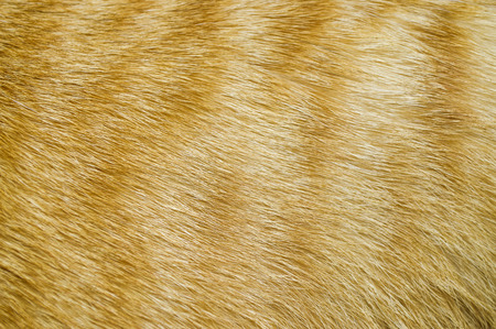 Cat skinの写真素材