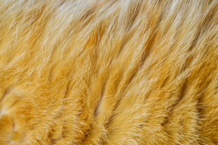 Cat skinの写真素材