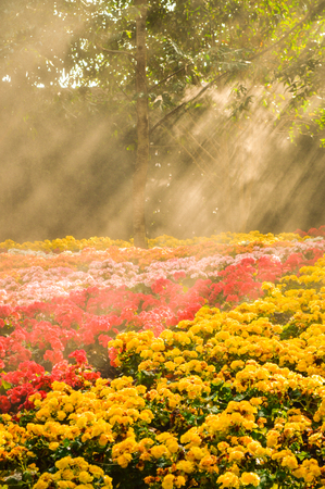 Morning sun light rays and flower in the gardenの写真素材