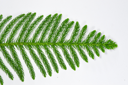 Nolfolk island pine leaves