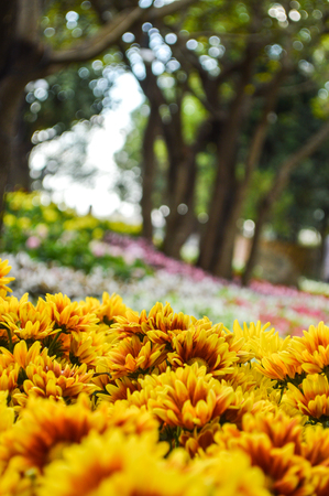 Yellow Chrysanthemum flowerの写真素材