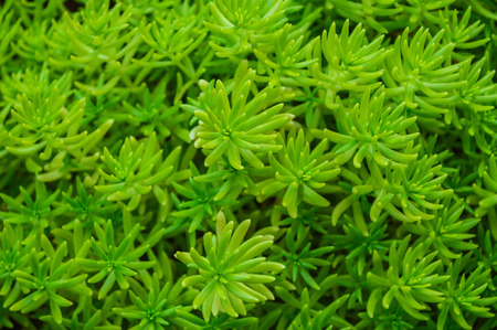 Succulant plantの写真素材