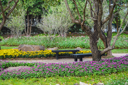 Flower in gardenの写真素材