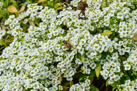 Tiny white flowerの写真素材