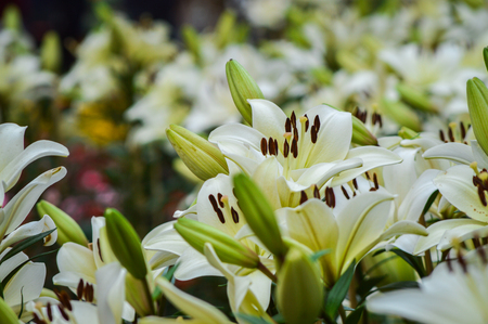 Beautiful flower in the garden, lilyの写真素材