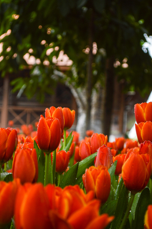 Tulips flower in gardenの写真素材