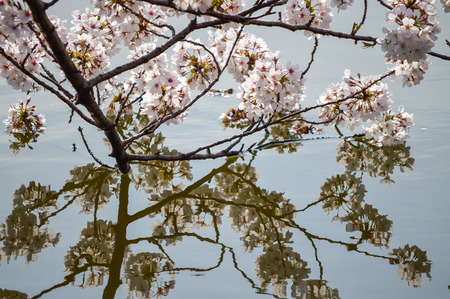 Sakura, Cherry blossomの写真素材