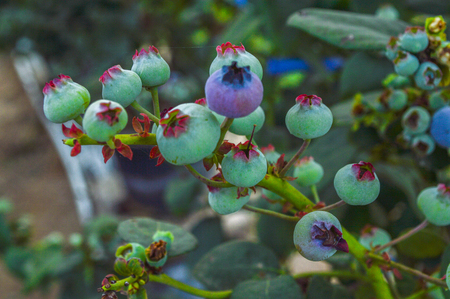 Chiang Rai, Thailand - March 12, 2017 : Singha Park Chiang Rai. Agro-tourism destination focusing on the development of sustainable tourism. Blueberryのeditorial素材