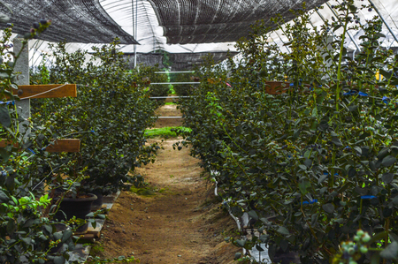 Chiang Rai, Thailand - March 12, 2017 : Singha Park Chiang Rai. Agro-tourism destination focusing on the development of sustainable tourism. Blueberryのeditorial素材