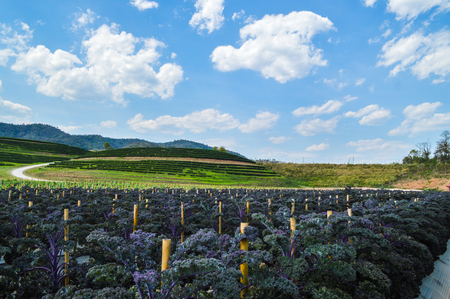 Chiang Rai, Thailand - March 12, 2017 : Singha Park Chiang Rai. Agro-tourism destination focusing on the development of sustainable tourism. Purple Kaleのeditorial素材