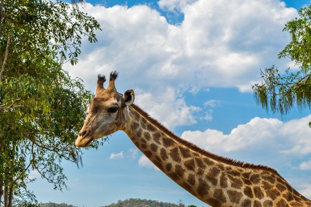 Chiang Rai, Thailand - March 12, 2017 : Singha Park Chiang Rai. Agro-tourism destination focusing on the development of sustainable tourism. Giraffeのeditorial素材
