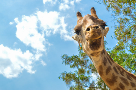 Chiang Rai, Thailand - March 12, 2017 : Singha Park Chiang Rai. Agro-tourism destination focusing on the development of sustainable tourism. Giraffeのeditorial素材