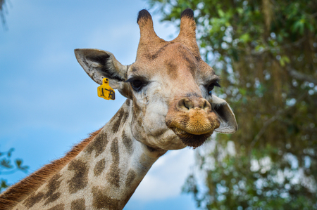 Chiang Rai, Thailand - March 12, 2017 : Singha Park Chiang Rai. Agro-tourism destination focusing on the development of sustainable tourism. Giraffeのeditorial素材