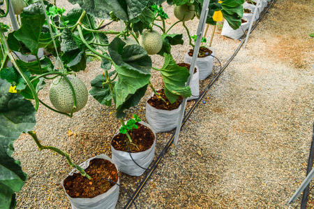 Chiang Rai, Thailand - March 12, 2017 : Singha Park Chiang Rai. Agro-tourism destination focusing on the development of sustainable tourism. melon farm, cantaloupeのeditorial素材