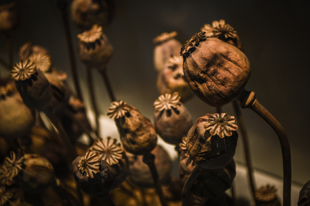 Chiang Rai, Thailand - April 6, 2017 : Doi Tung Royal Villa, The Mae Fah Luang Garden. The Hall of Inspiration. Poppy headのeditorial素材