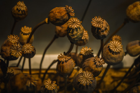 Chiang Rai, Thailand - April 6, 2017 : Doi Tung Royal Villa, The Mae Fah Luang Garden. The Hall of Inspiration. Poppy headのeditorial素材