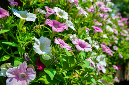 Petunia Flowerの写真素材