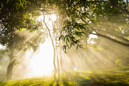 Sunlight, Beautiful sun ray in garden at morningの写真素材