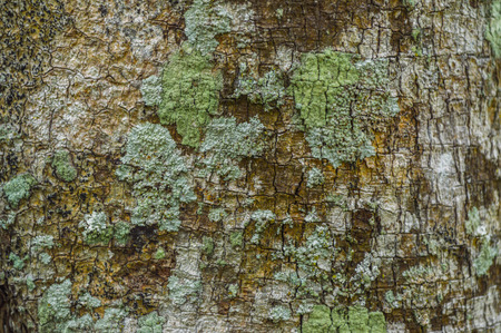 Tree bark with lichen and algae