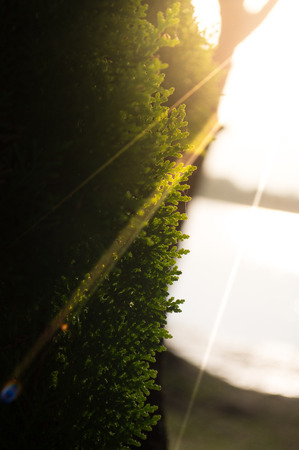 Leaves of Chinese Arborvitae, Orientali Arborvitae.の写真素材