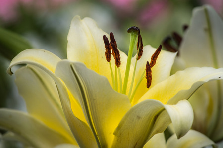 Lily, beautiful yellow white lily in the gardenの写真素材