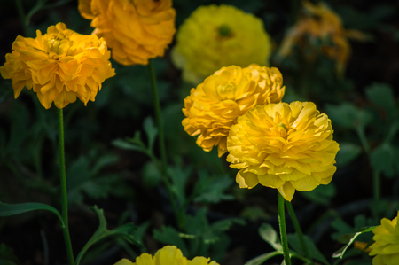 Marigold flowers in the garden