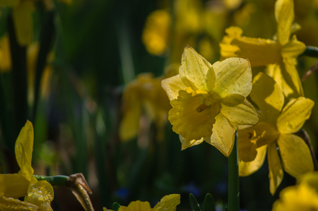 Narcissus or Daffodils flowers are blooming in the gardenの写真素材