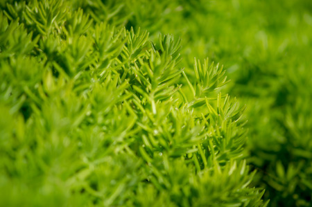 Close-up of gold moss sedumの写真素材