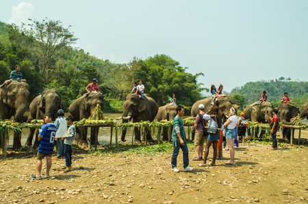 Chiang Rai, Thailand â March 13, 2018 : At Krariang Ruammit Housing Elephant Camp, Elephants in Thailand's Chiang Rai province were treated to a fruit buffet to mark National Elephant Day.のeditorial素材