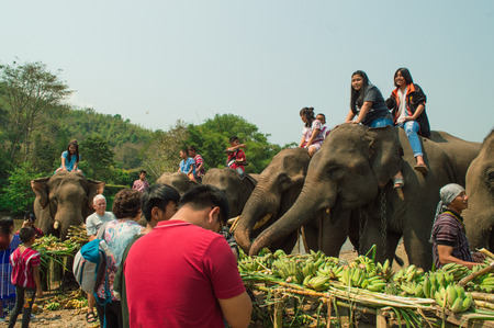 Chiang Rai, Thailand â March 13, 2018 : At Krariang Ruammit Housing Elephant Camp, Elephants in Thailand's Chiang Rai province were treated to a fruit buffet to mark National Elephant Day.のeditorial素材