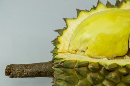 Durian and  thorn-covered rind on gray background.の写真素材