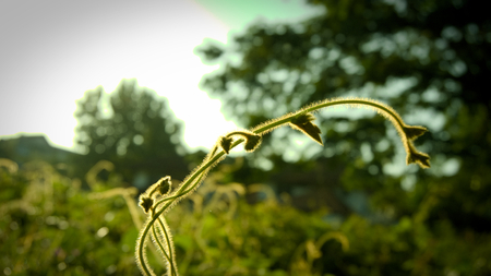 In the morning, fresh green leaves and sunlight. Abstract Nature Background.の写真素材