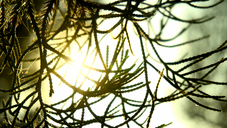Chinese juniper, Juniperus chinensis. Morning sun shines through fresh leaves.の写真素材