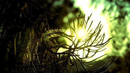 Chinese juniper, Juniperus chinensis. Morning sun shines through fresh leaves.の写真素材