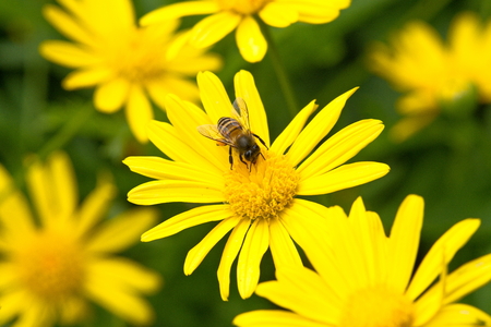 Bee feeding on yellow daisy flowerの写真素材