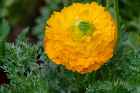 Yellow Ranunculus blossoms in garden.の写真素材