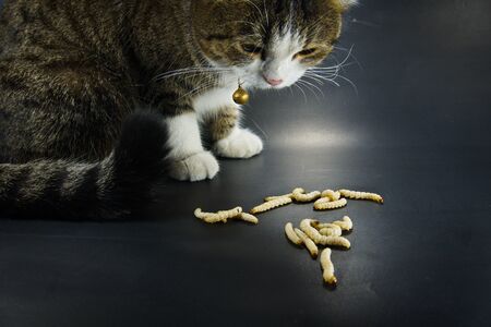 A cat looking at the Bamboo worm on black background, use as scary or Halloween background theme.の写真素材