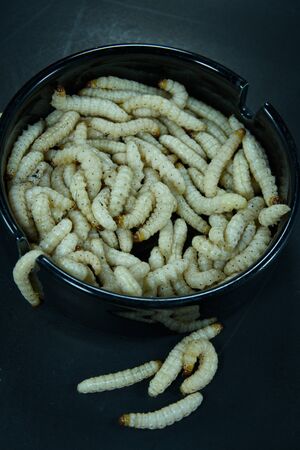Bamboo worm in an ashtray put on black background, use as scary or Halloween background theme.の写真素材
