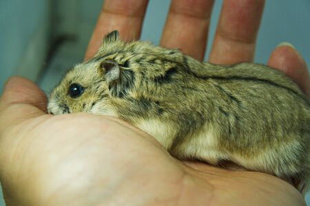 Cute exotic female brown dwarf hamster standing on owners' hands, friendly concept.の写真素材