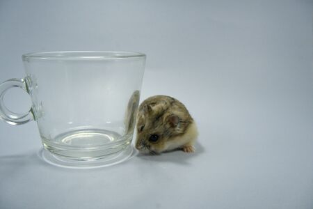 Hamster and a transparent coffee cup.の写真素材
