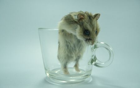 Hamster peeking out of a transparent coffee cup.の写真素材