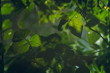 Rays of sunshine through the tree leaves.の写真素材