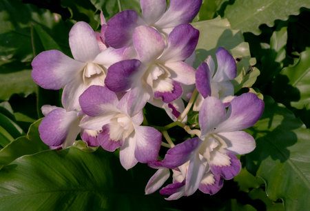 Purple and white Dendrobium giganteum orchidの写真素材