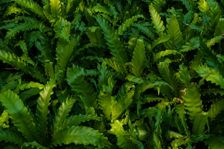 Close up of green fern leaves in the garden, stock photoの写真素材