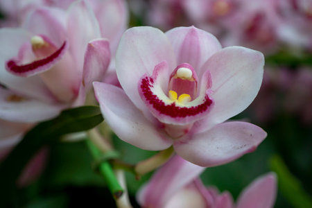 Beautiful pink orchid flower in the garden. Close up.の写真素材