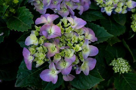 Hydrangea macrophylla in the garden. Hydrangea macrophyllaの写真素材