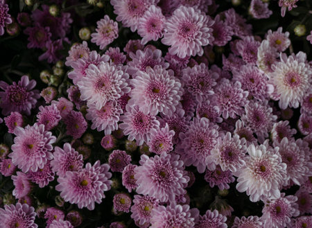 Pink chrysanthemum flowers in the garden, stock photoの写真素材