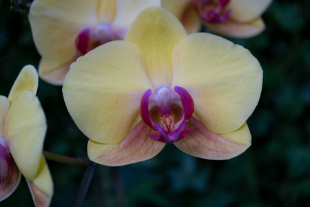 Beautiful yellow orchid flower in the garden. Close up.の写真素材