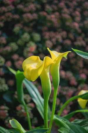 Yellow calla lily flower in the garden with green leaves backgroundの写真素材