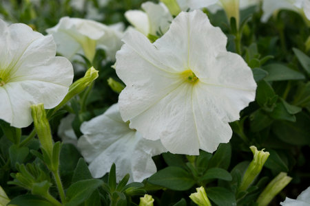 White petunia flowers on a background of green leaves in the gardenの写真素材